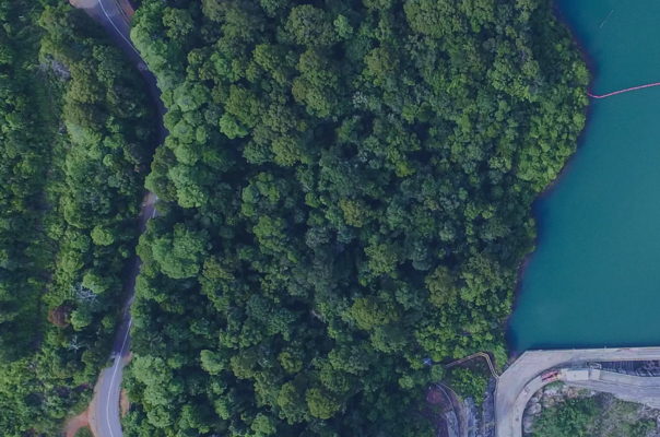 forest