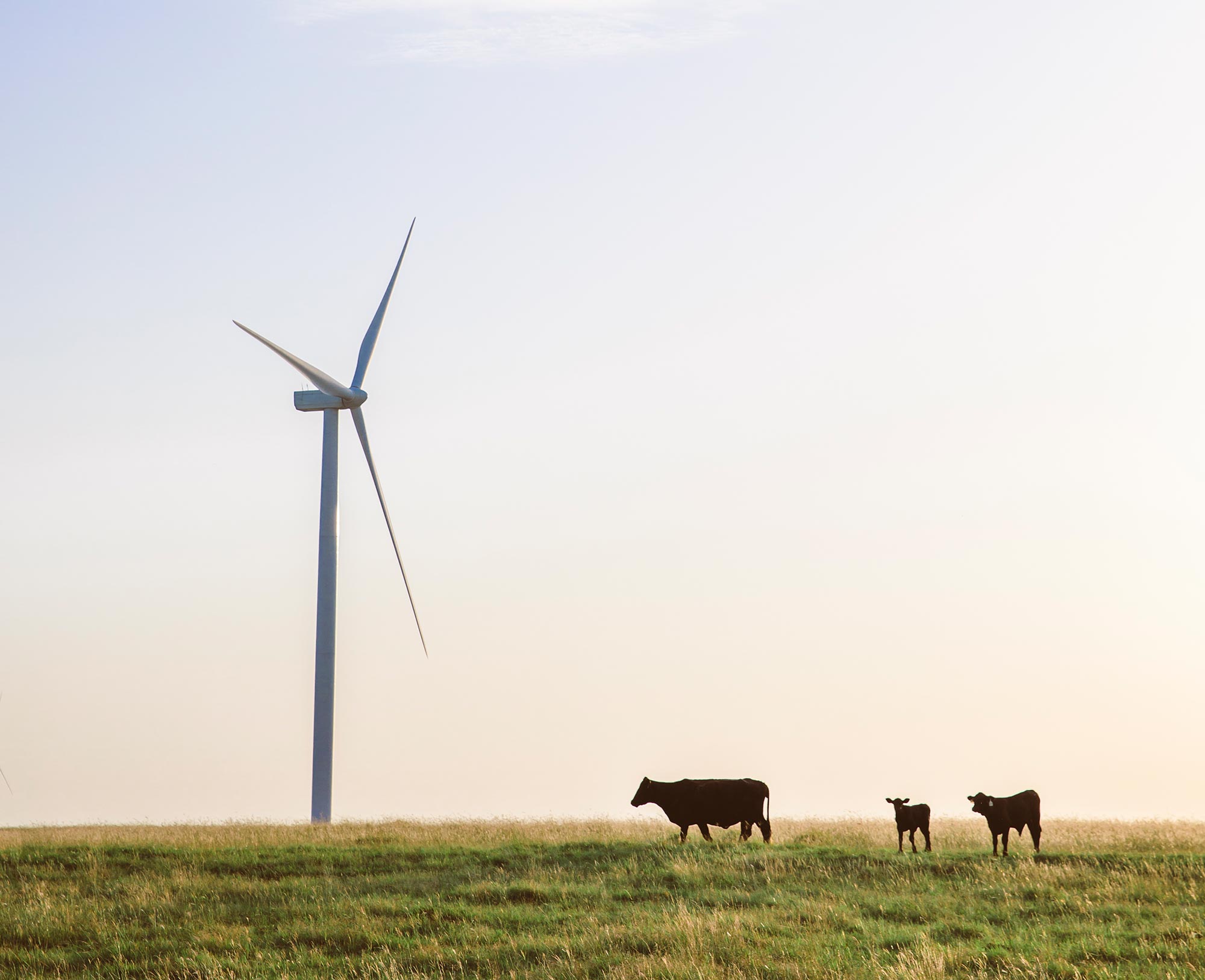 wind_turbine_cows.jpg