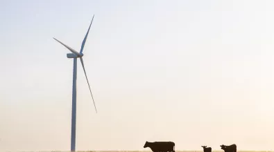 wind_turbine_cows.jpg