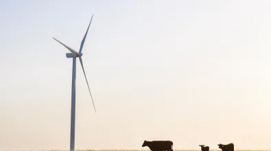 wind_turbine_cows.jpg
