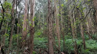 Hectare%20Natura%202-compressed.jpg