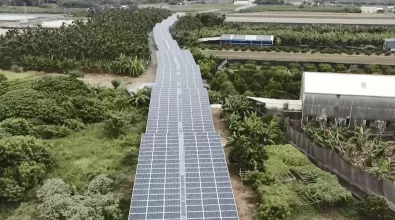long row of solar panels flanked by trees
