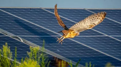 Cattlemen Solar Owl Release