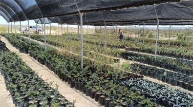 Image of reforestation at EDC Wind