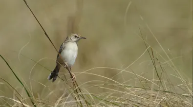 Image of a Grassland Bird