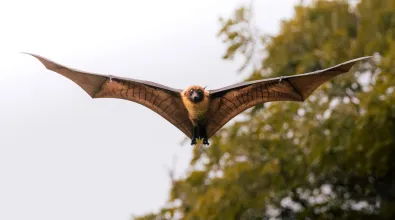 Image of Indiana Bat