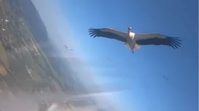 white stork flying