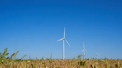 Bright Stalk Wind