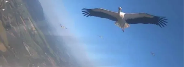 white stork flying