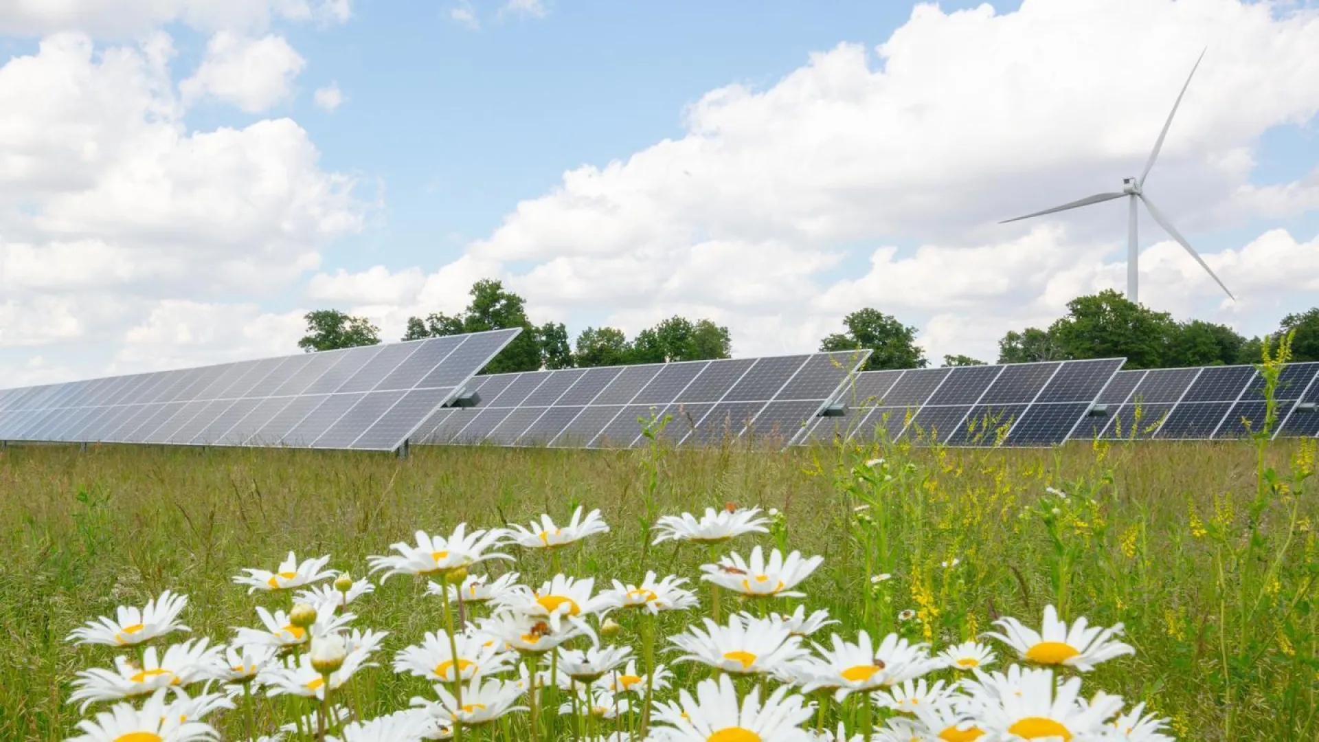 solar project and vegetation