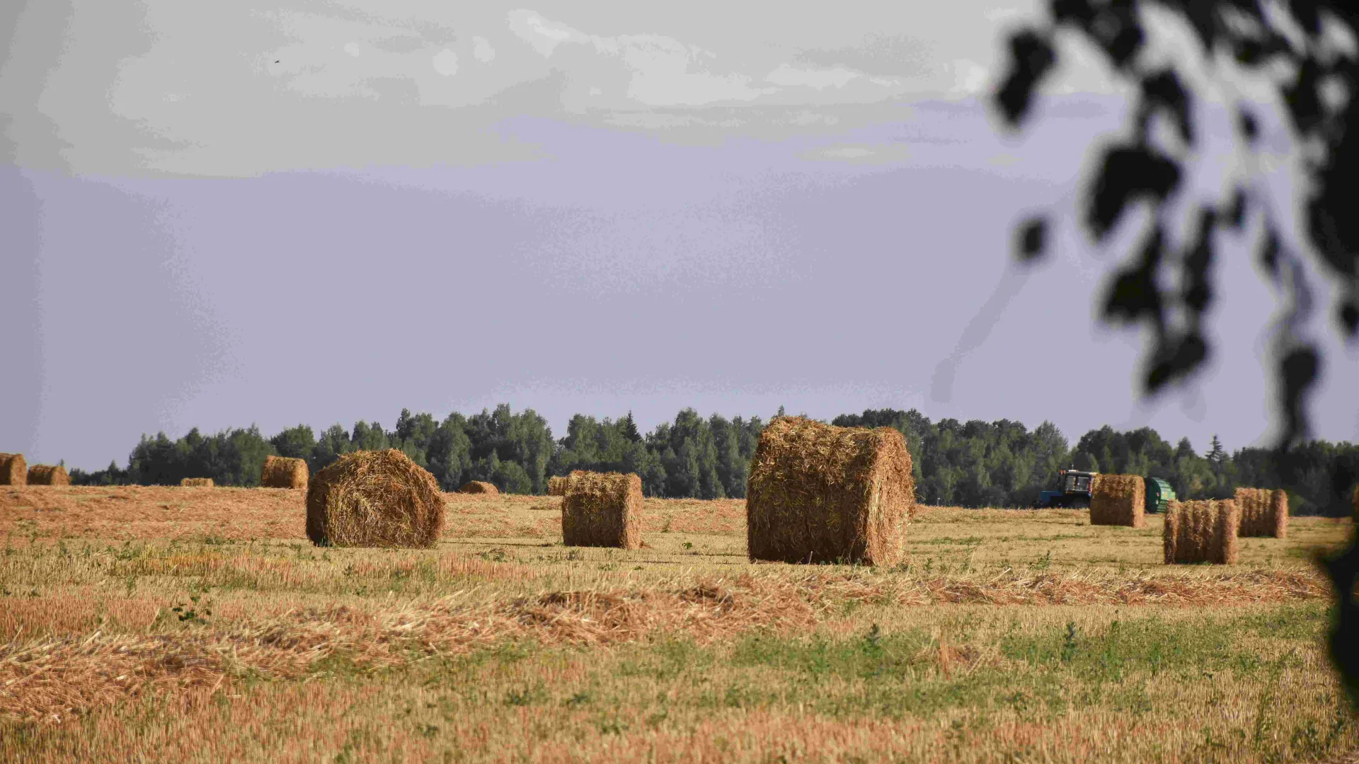 Image of a field with rolled hay bales.
