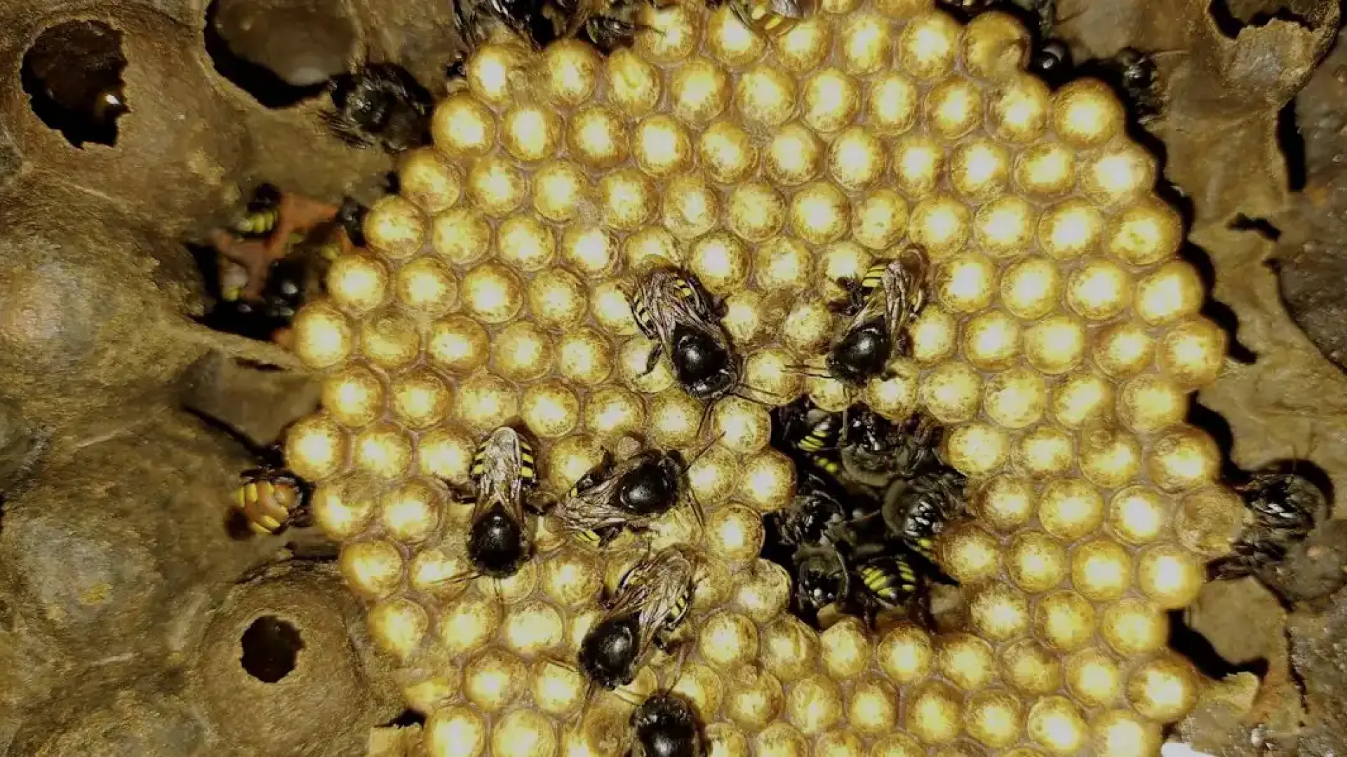 Imagem de uma colmeia de abelhas dentro de um meliponário