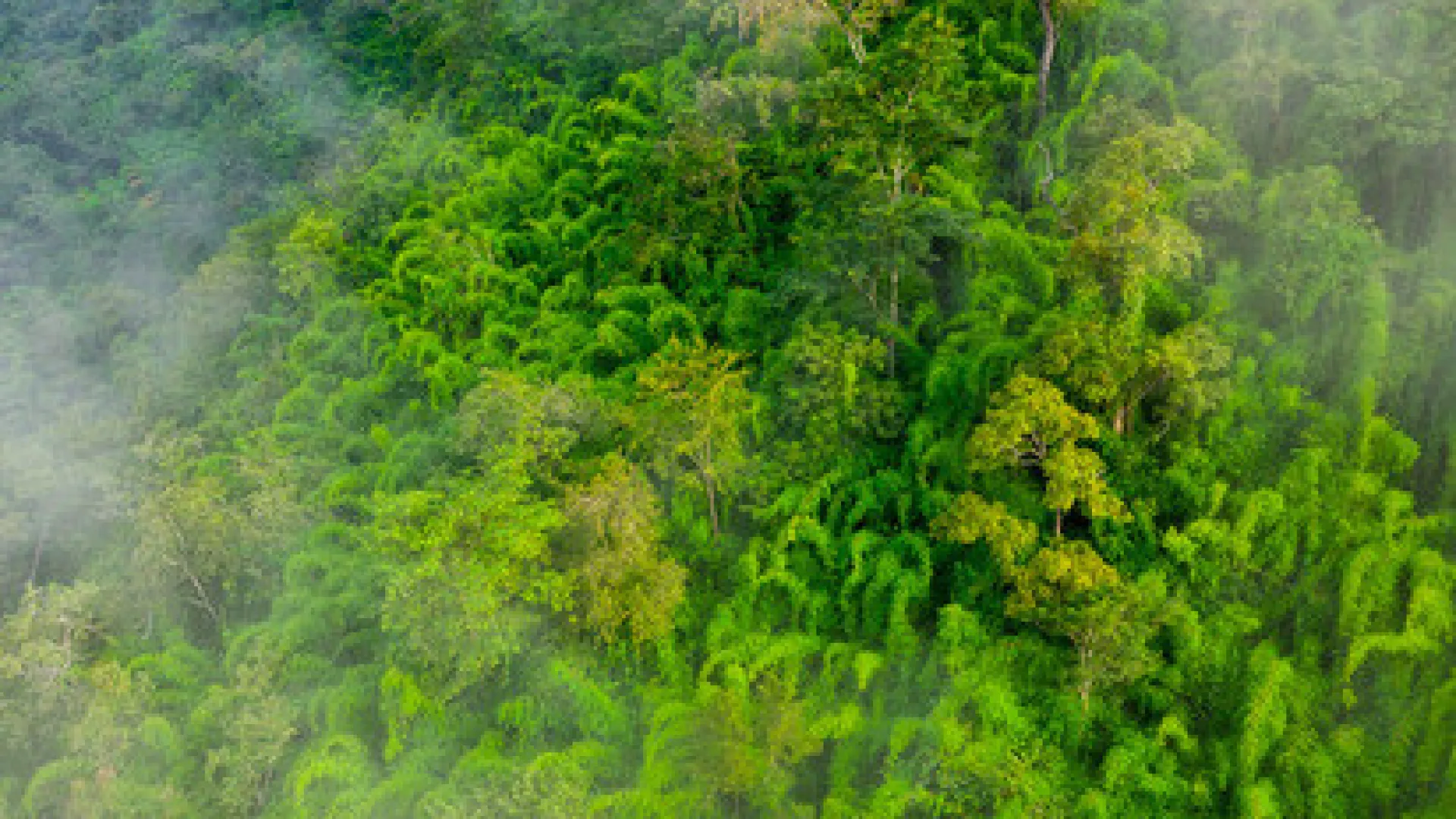 rainforest.
