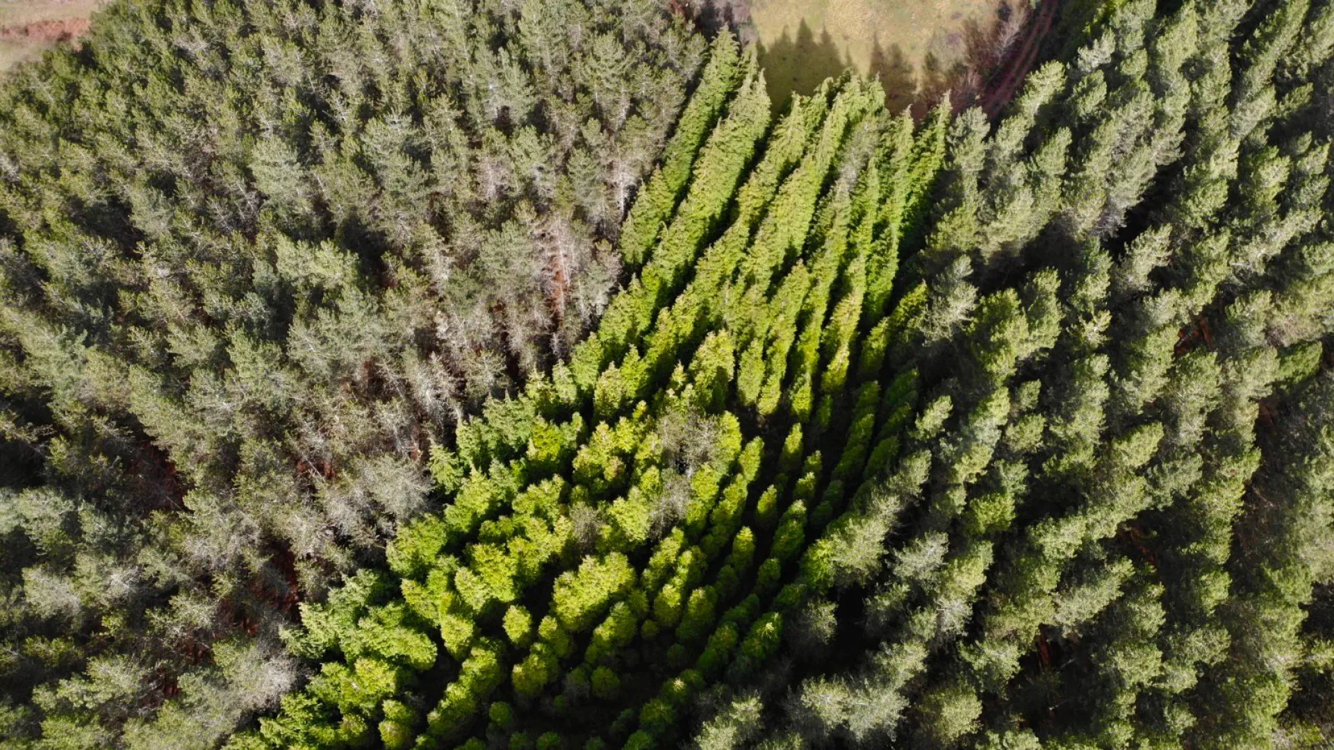 forests