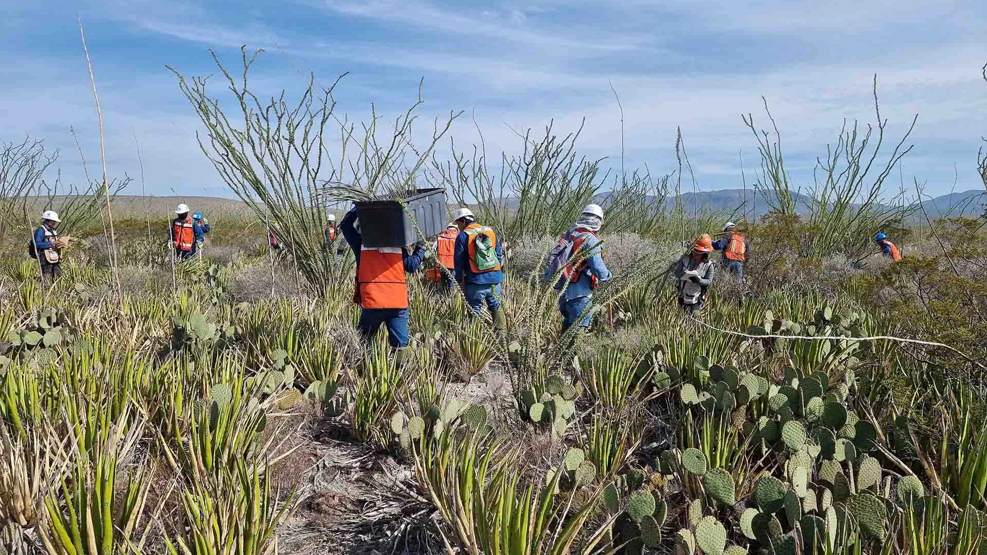 Rescue and relocation at Los Canones Wind