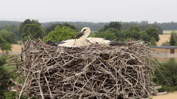 white storks in PO 
