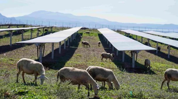 Monti di Eboli in Italy 