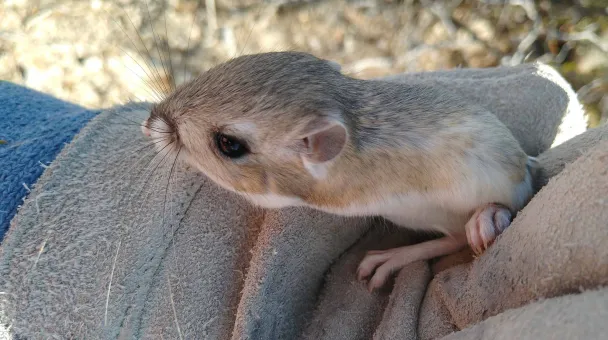 wildlife at relocated in Mexico