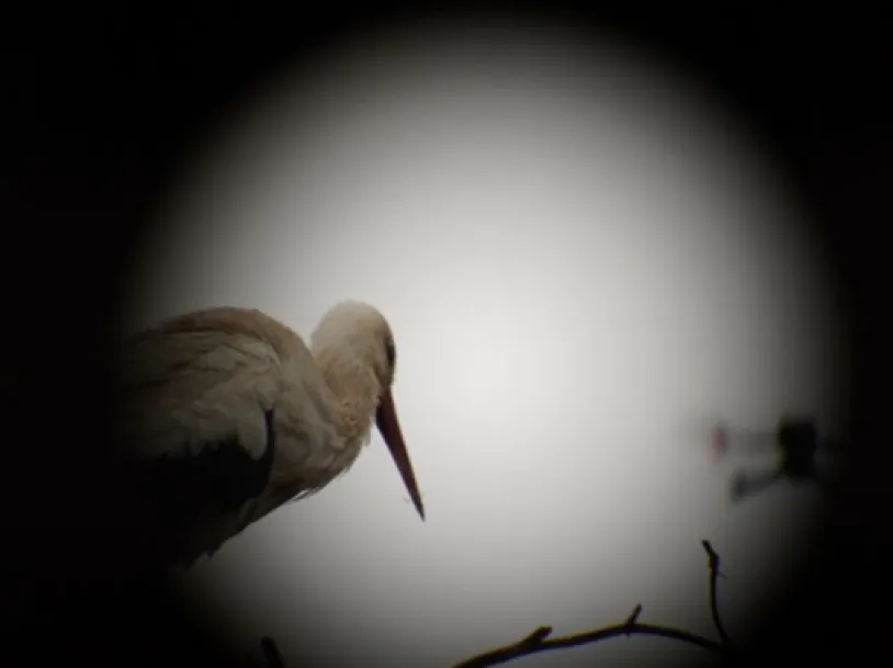 White stork