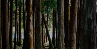 forest