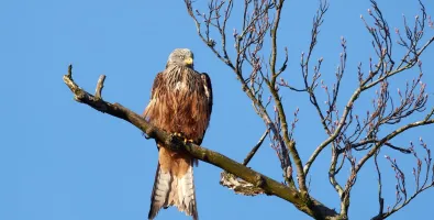 red%20kite%20Conservation.jpg