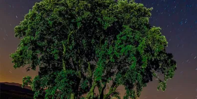 un-cliente-un-arbol.jpg