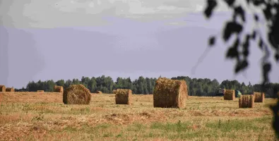 Image of a field with rolled hay bales.