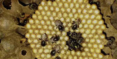 Imagem de uma colmeia de abelhas dentro de um meliponário