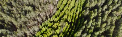 forests