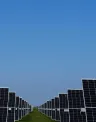 Cypress Knee Solar