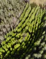 forests