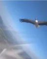 white stork flying